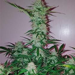 Cream Mandarine XL Auto®