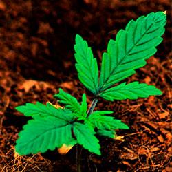 Crystal Candy XL Auto®