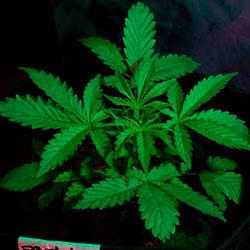 Crystal Candy XL Auto®