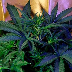 Crystal Candy XL Auto®