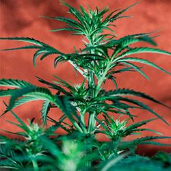 Crystal Candy XL Auto®