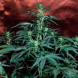 Crystal Candy XL Auto®