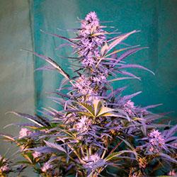 Crystal Candy XL Auto®