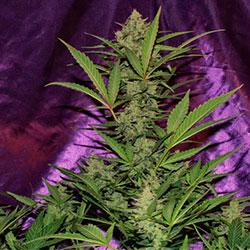 Crystal Candy XL Auto®