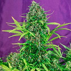 Crystal Candy XL Auto®