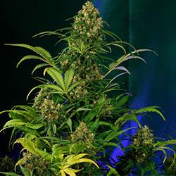 Crystal Candy XL Auto®