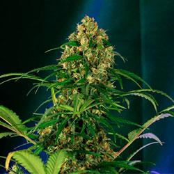 Crystal Candy XL Auto®