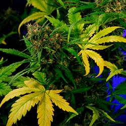 Crystal Candy XL Auto®