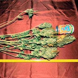 Crystal Candy XL Auto®