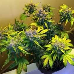 Seguimiento de cultivo de Red Poison Auto®