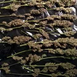 Seguimiento de cultivo de Red Poison Auto®