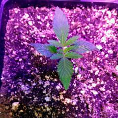 Seguimiento de cultivo de Red Poison Auto®