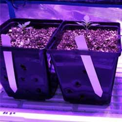 Seguimiento de cultivo de Red Poison Auto®