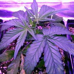 Seguimiento de cultivo de Red Poison Auto®