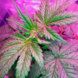 Seguimiento de cultivo de Red Poison Auto®