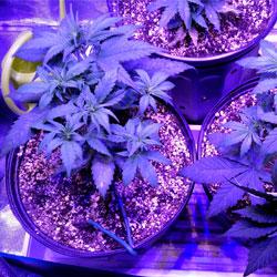 Seguimiento de cultivo de Red Poison Auto®