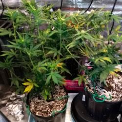 Seguimiento de cultivo de Red Poison Auto®