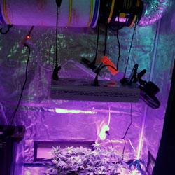 Seguimiento de cultivo de Red Poison Auto®