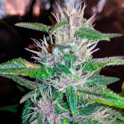 Seguimiento de cultivo de Red Poison Auto®