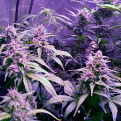 Seguimiento de cultivo de Red Poison Auto®