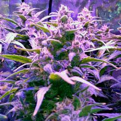 Seguimiento de cultivo de Red Poison Auto®