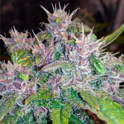 Seguimiento de cultivo de Red Poison Auto®