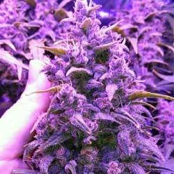 Seguimiento de cultivo de Red Poison Auto®