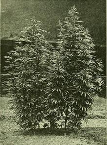 Desde Alemania también perduran imágenes como esta, dos preciosas plantas de cannabis entre los años 1910 y 1920