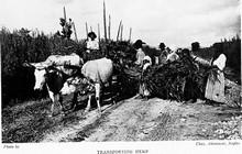 Mujeres transportan la cosecha de cáñamo en Italia (1906)