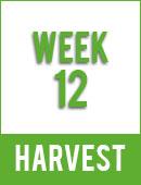 Sweet Cheese XL Auto®