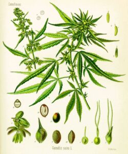 cannabis_sativa_koehler_drawing