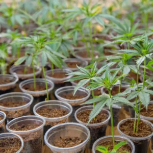 Corte y preparación del esqueje