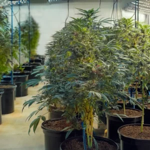 Cómo seleccionar la planta madre ideal