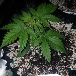 Semana 2 crecimiento