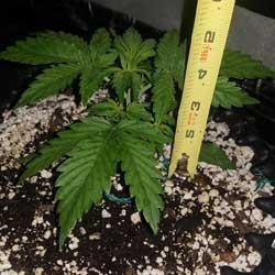 Semana 2 crecimiento