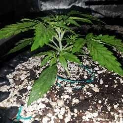 Semana 2 crecimiento