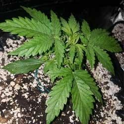 Semana 2 crecimiento