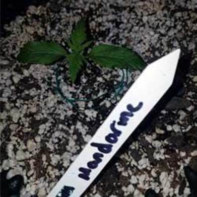 Semana 1 crecimiento