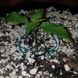 Semana 1 crecimiento