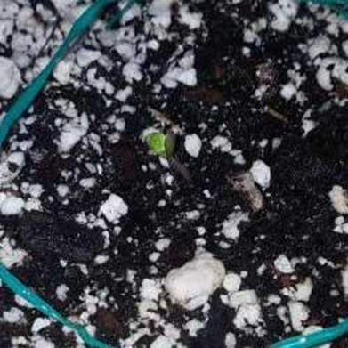 Semana 1 crecimiento