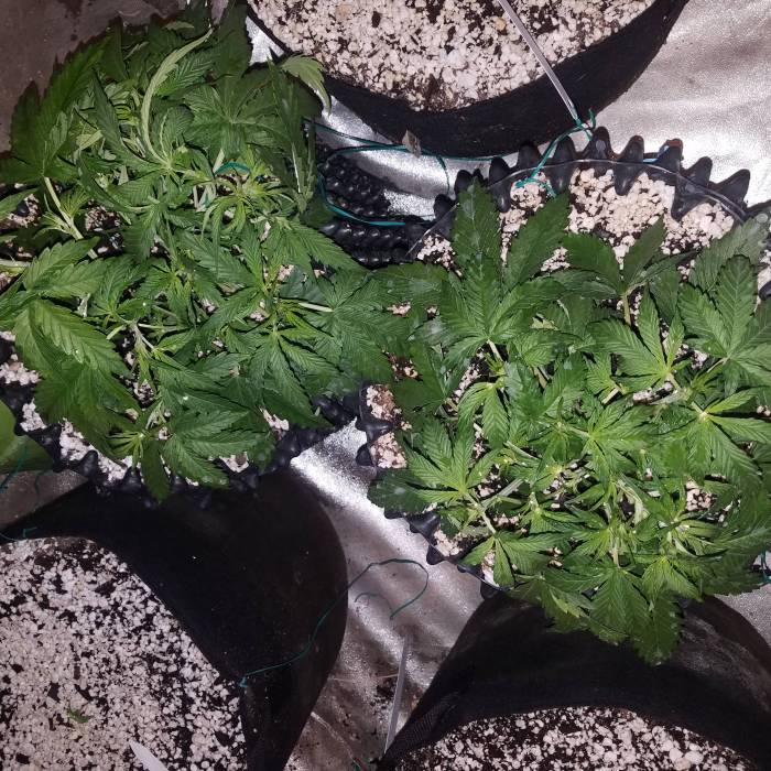 Semana 3 crecimiento