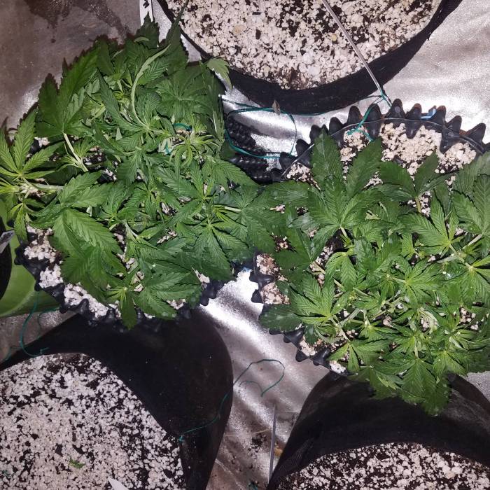 Semana 3 crecimiento