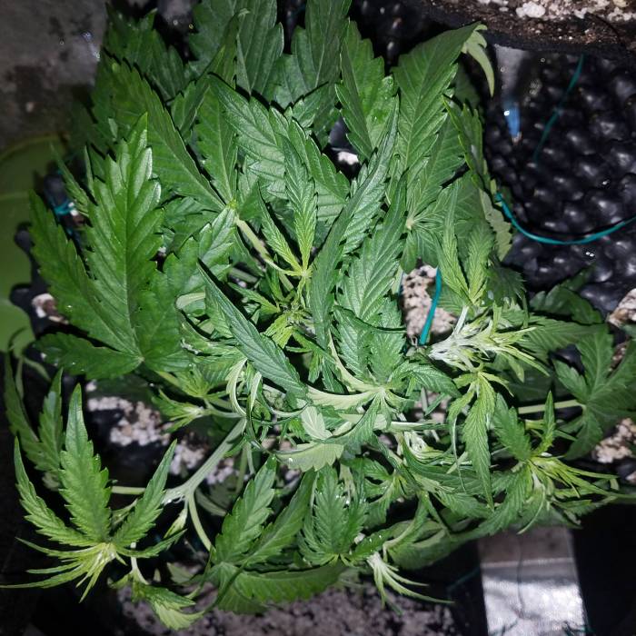 Semana 3 crecimiento