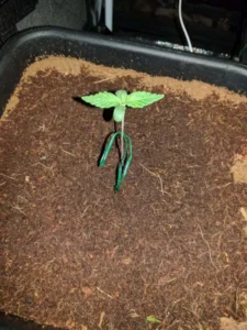 Semana 1 - Crecimiento