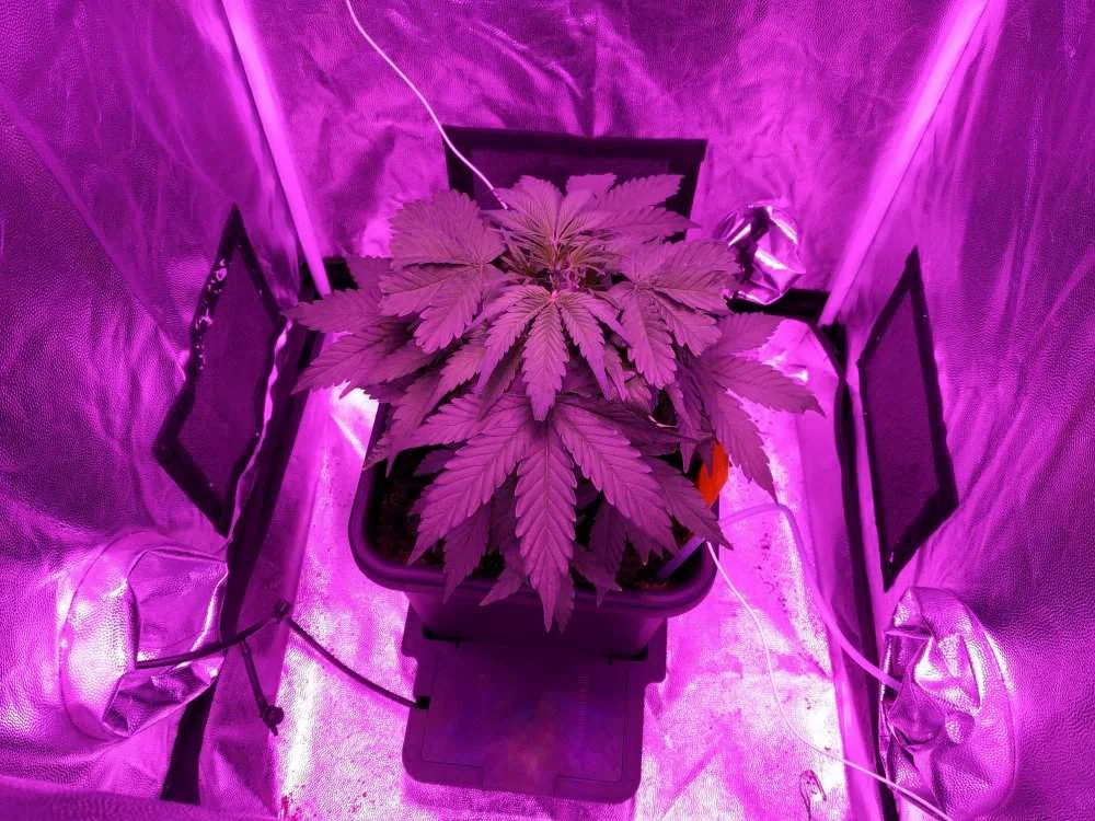 Semana 4 - Crecimiento Big Devil XL Auto®