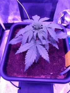 Semana 3 - Crecimiento