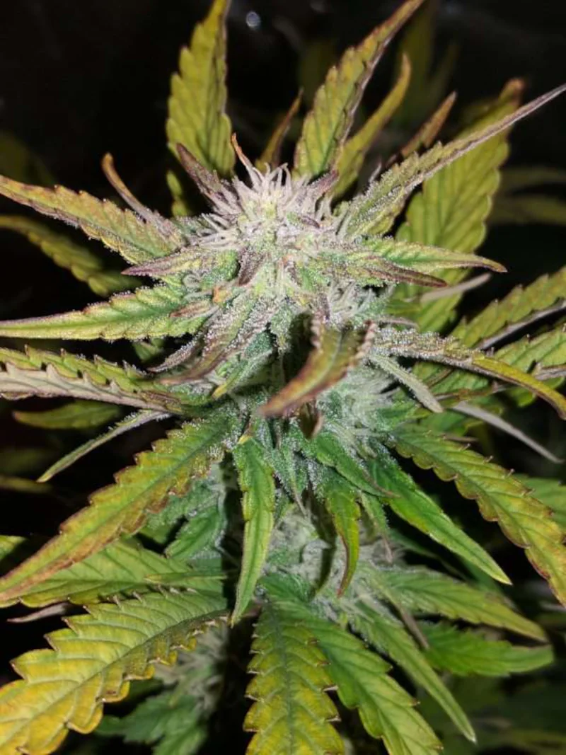 Semana 8 - Floración