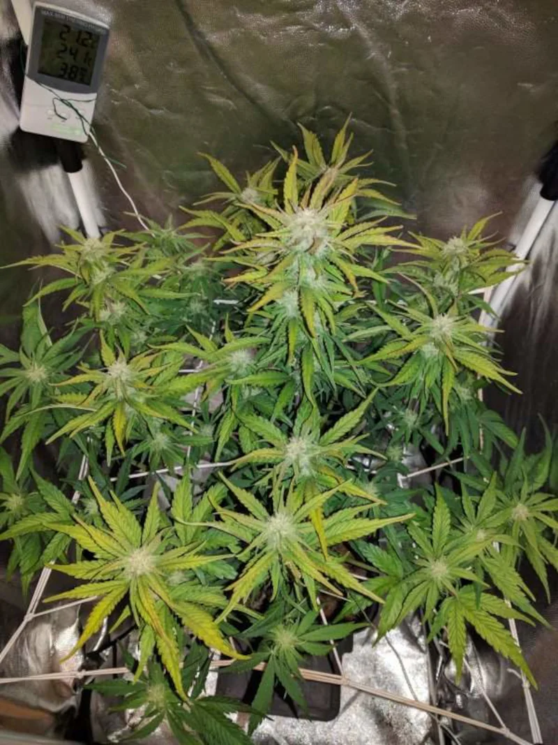 Semana 8 - Floración