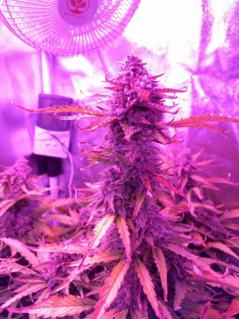 Semana 8 - Floración