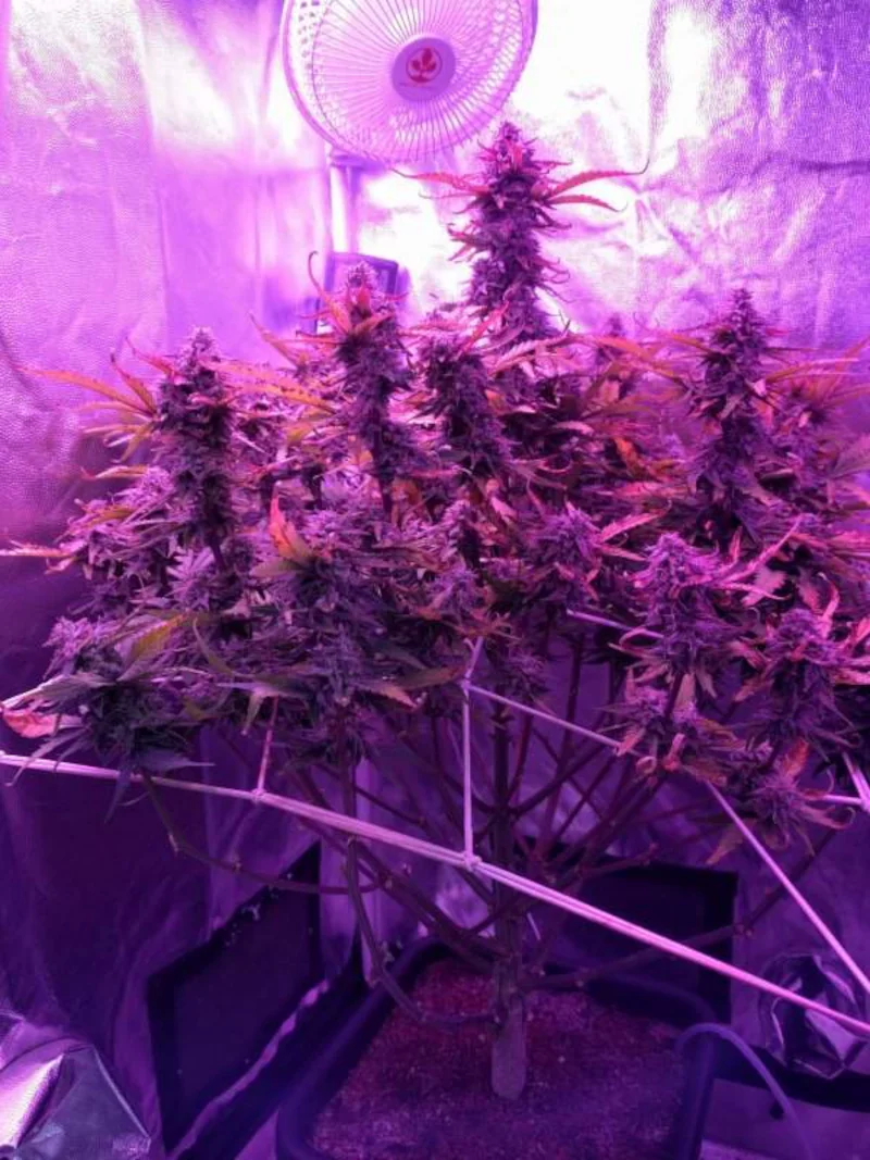 Semana 8 - Floración Big Devil XL Auto®